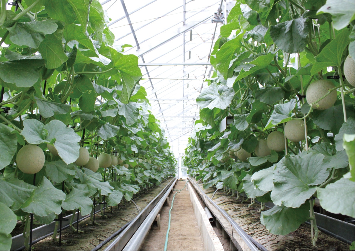 甘さをより一層引き出す「ダブル完熟」という独自の技術