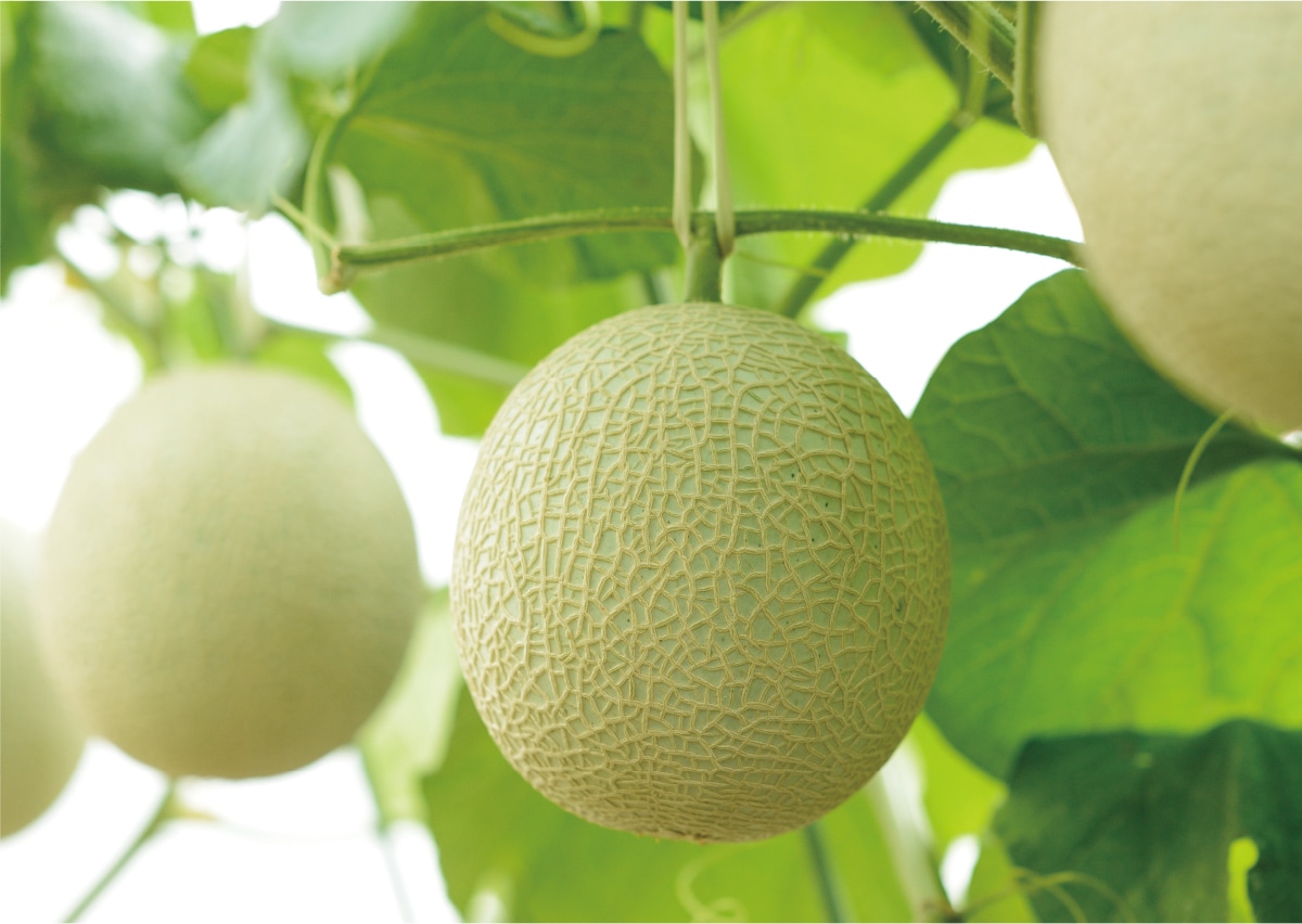 天使音マスクメロンはホルモン剤を不使用で安全